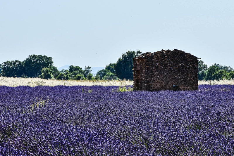 Provence Lavender Honey: The Ingredient Transforming Breakfast Tables and Cheese Boards