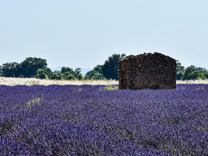 Provence Lavender Honey: The Ingredient Transforming Breakfast Tables and Cheese Boards