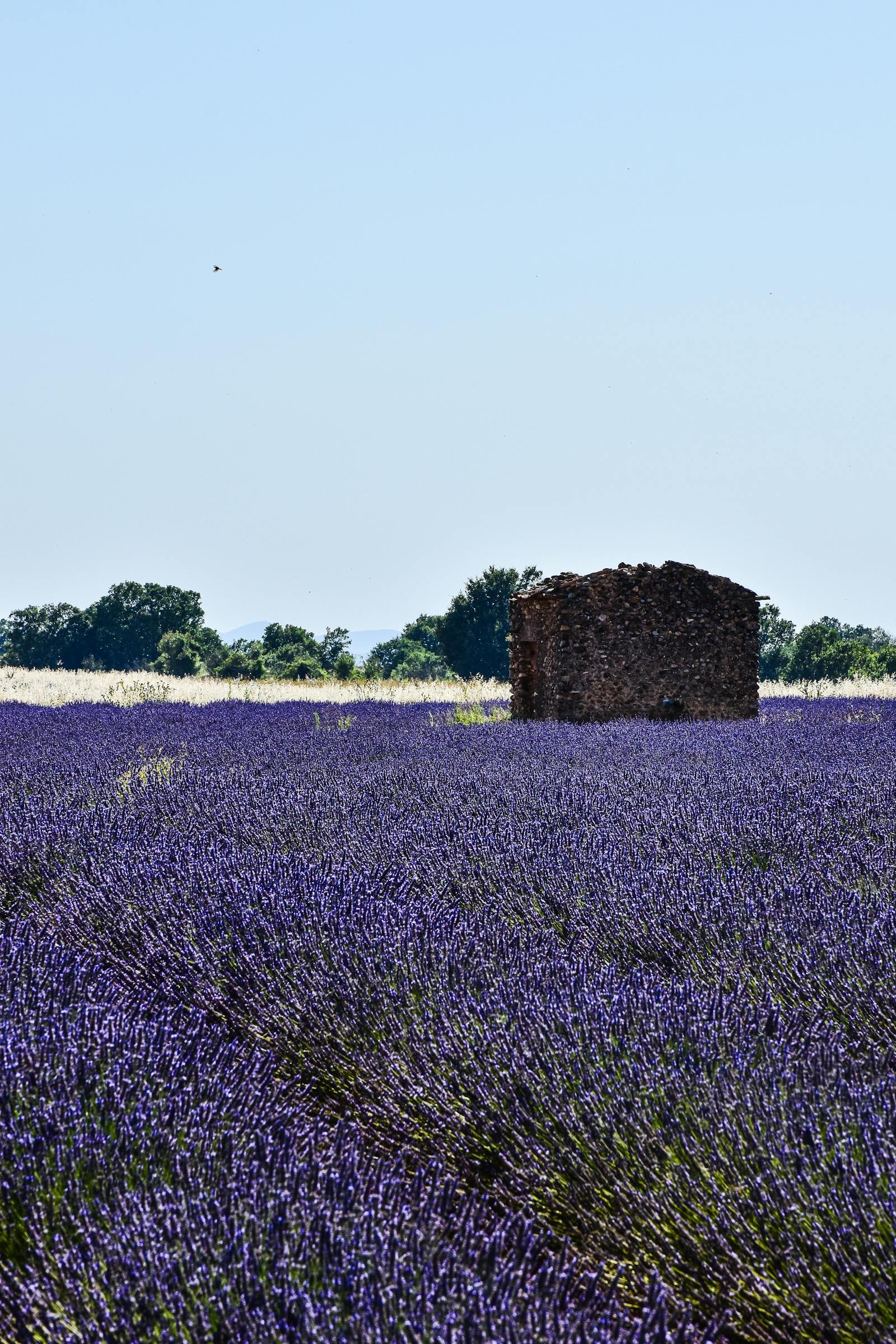 Provence Lavender Honey: The Ingredient Transforming Breakfast Tables and Cheese Boards